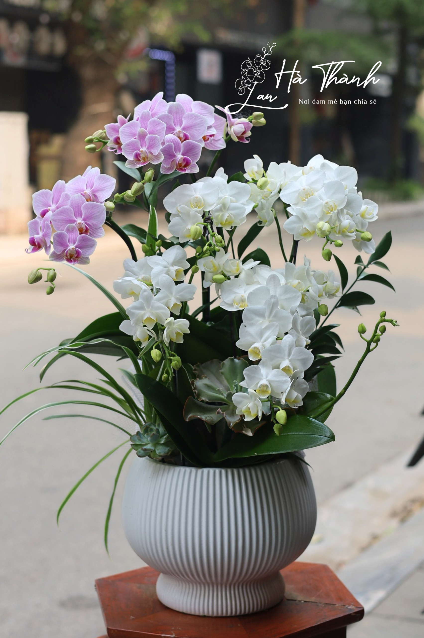 Chậu lan hồ điệp hồng trắng cao cấp để bàn Lan Hà Thành